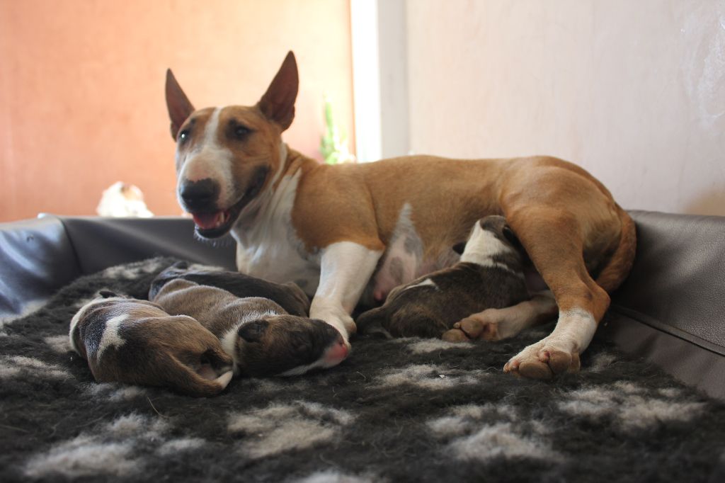 De L'Ile D'Emigeo - Bull Terrier Miniature - Portée née le 09/07/2018