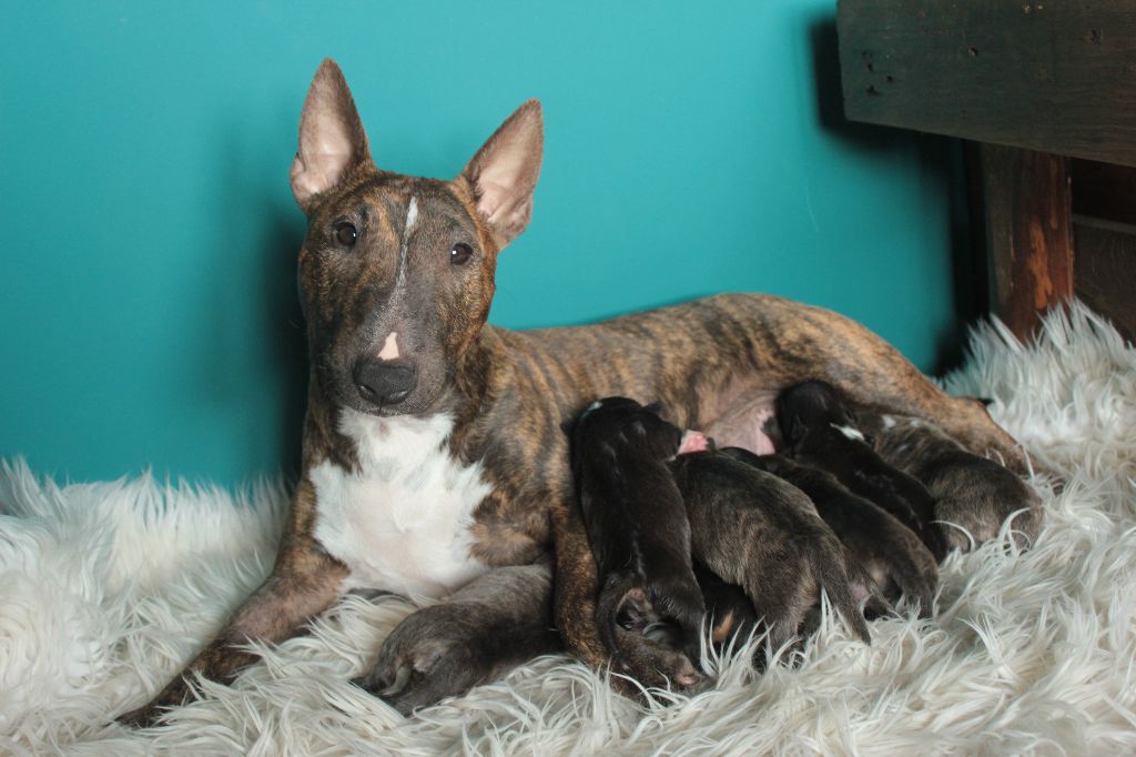 De L'Ile D'Emigeo - Bull Terrier Miniature - Portée née le 03/12/2021